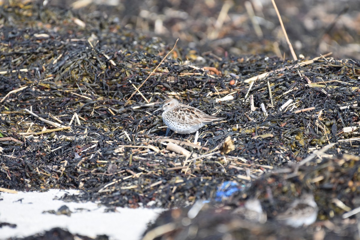 White-rumped Sandpiper - ML636640143