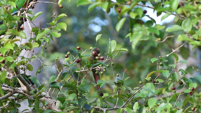 Maroon-faced Parakeet - ML636640270