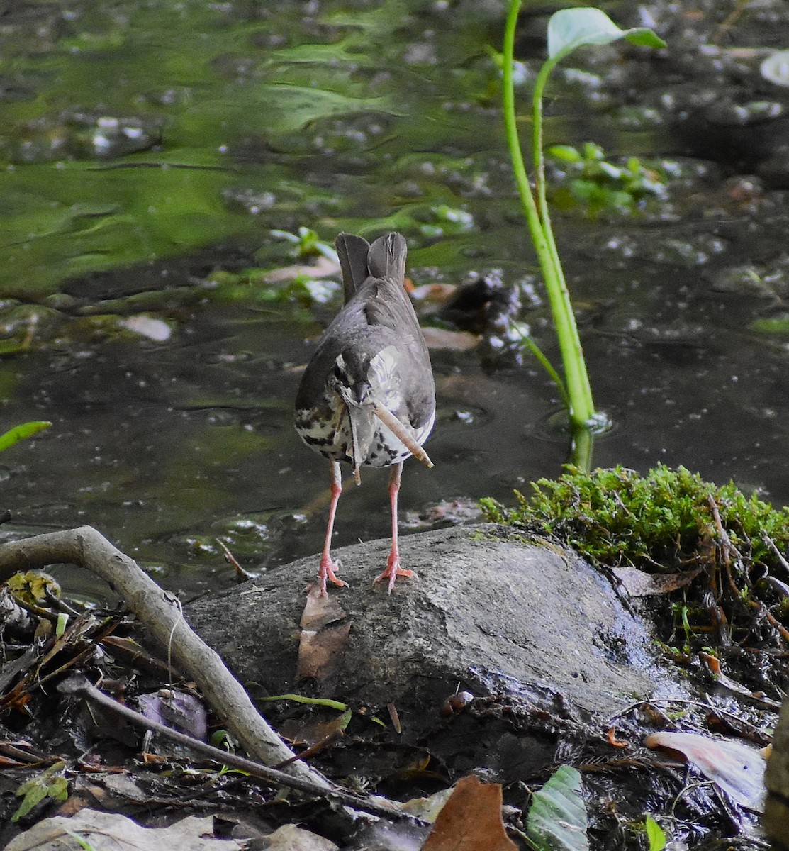 Louisiana Waterthrush - ML636640273