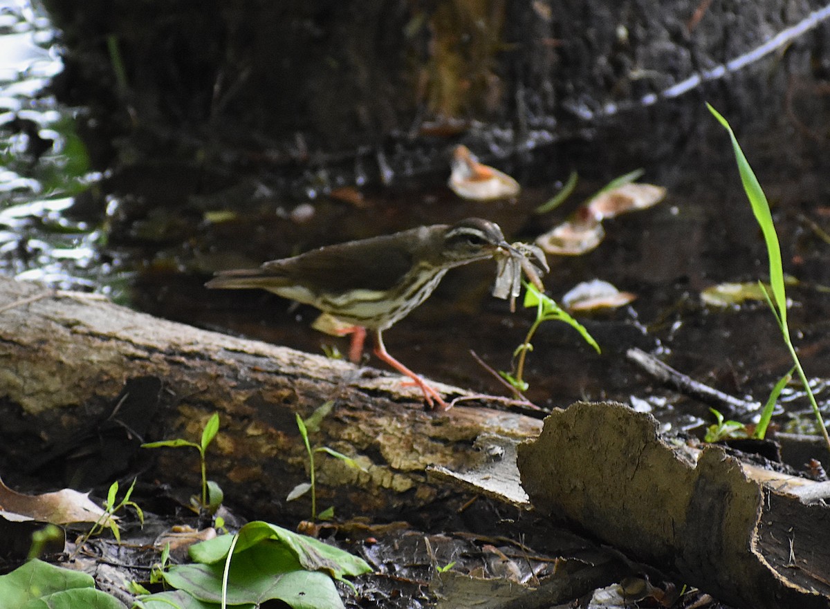 Louisiana Waterthrush - ML636640274