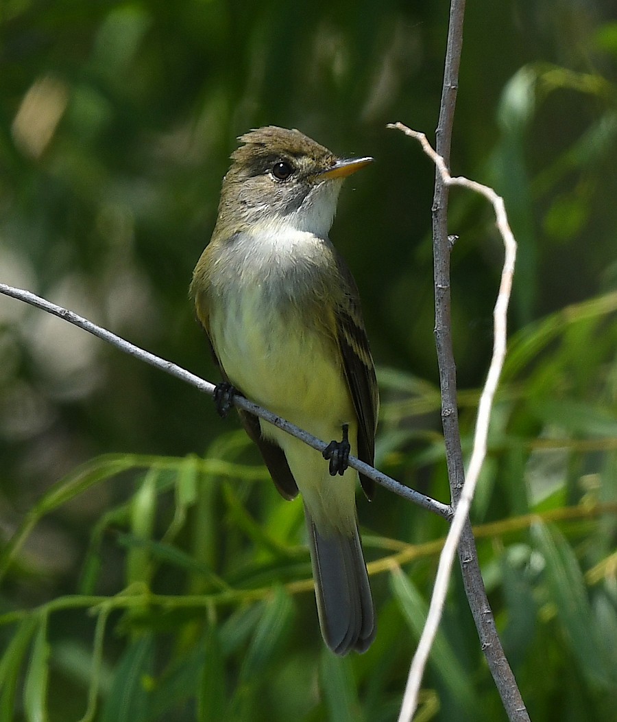 Willow Flycatcher - ML636640299