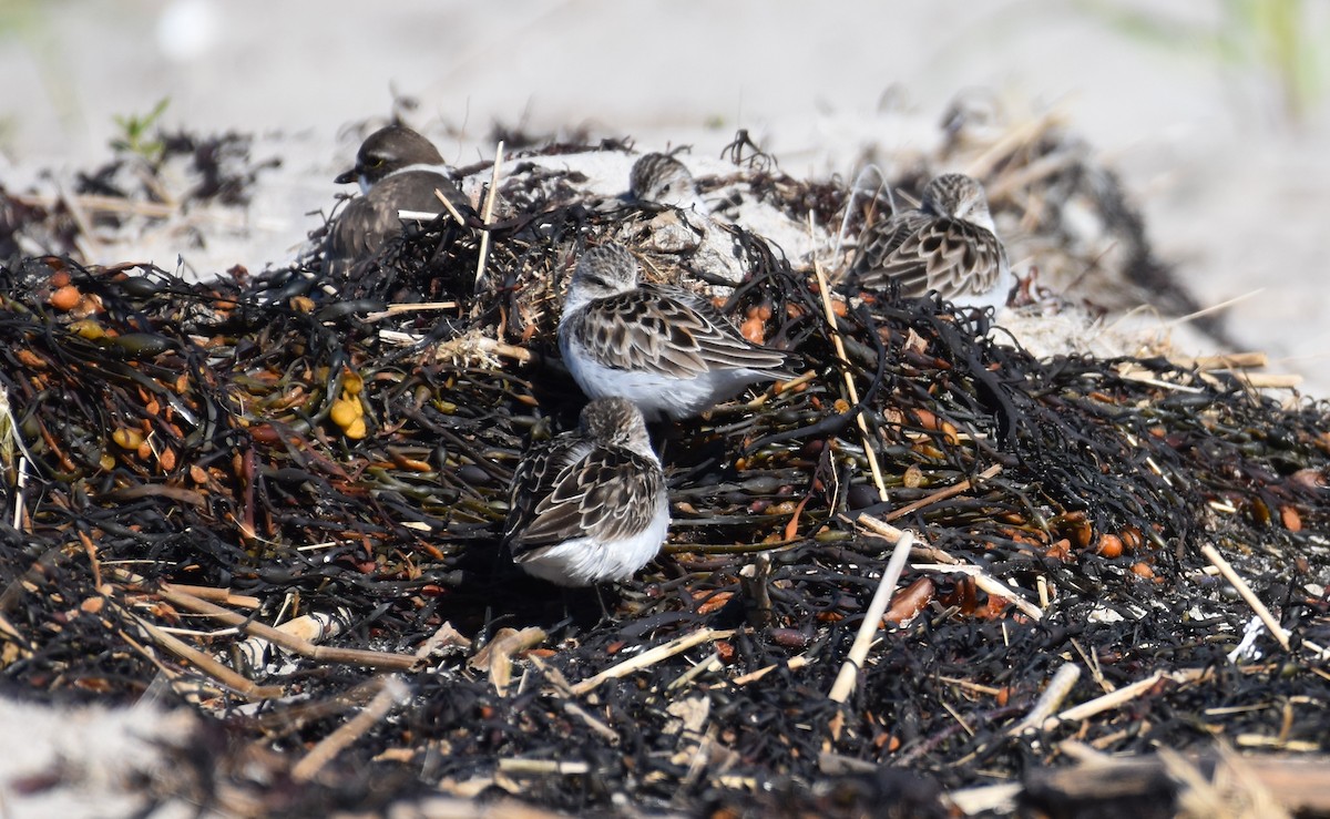 Semipalmated Sandpiper - ML636640396