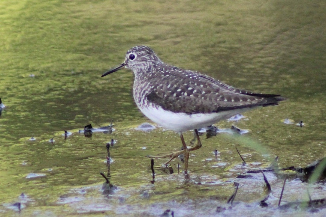 Solitary Sandpiper - ML636640403