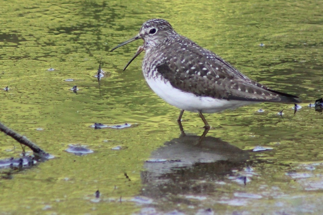 Solitary Sandpiper - ML636640407