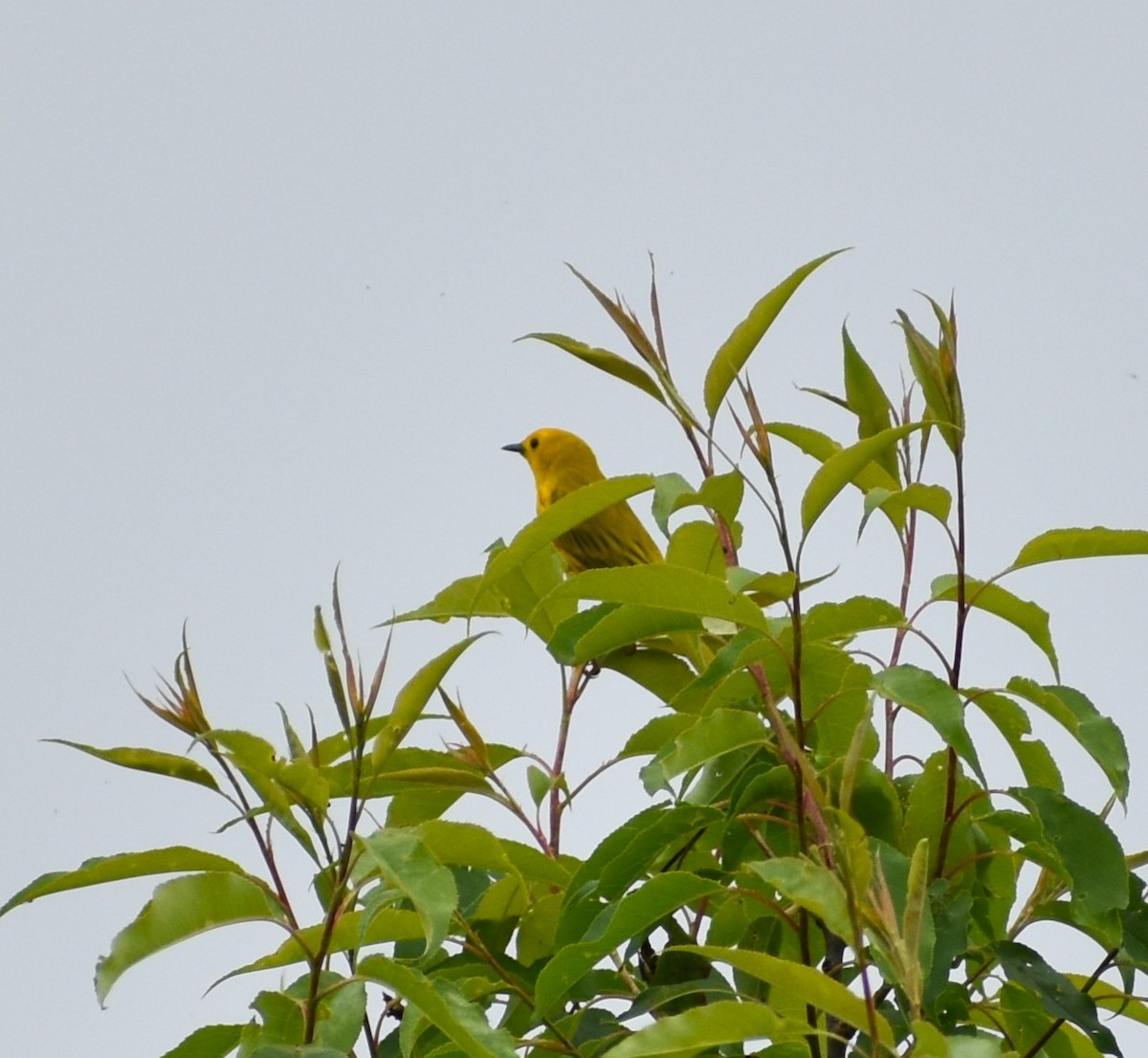 Yellow Warbler - ML636640414
