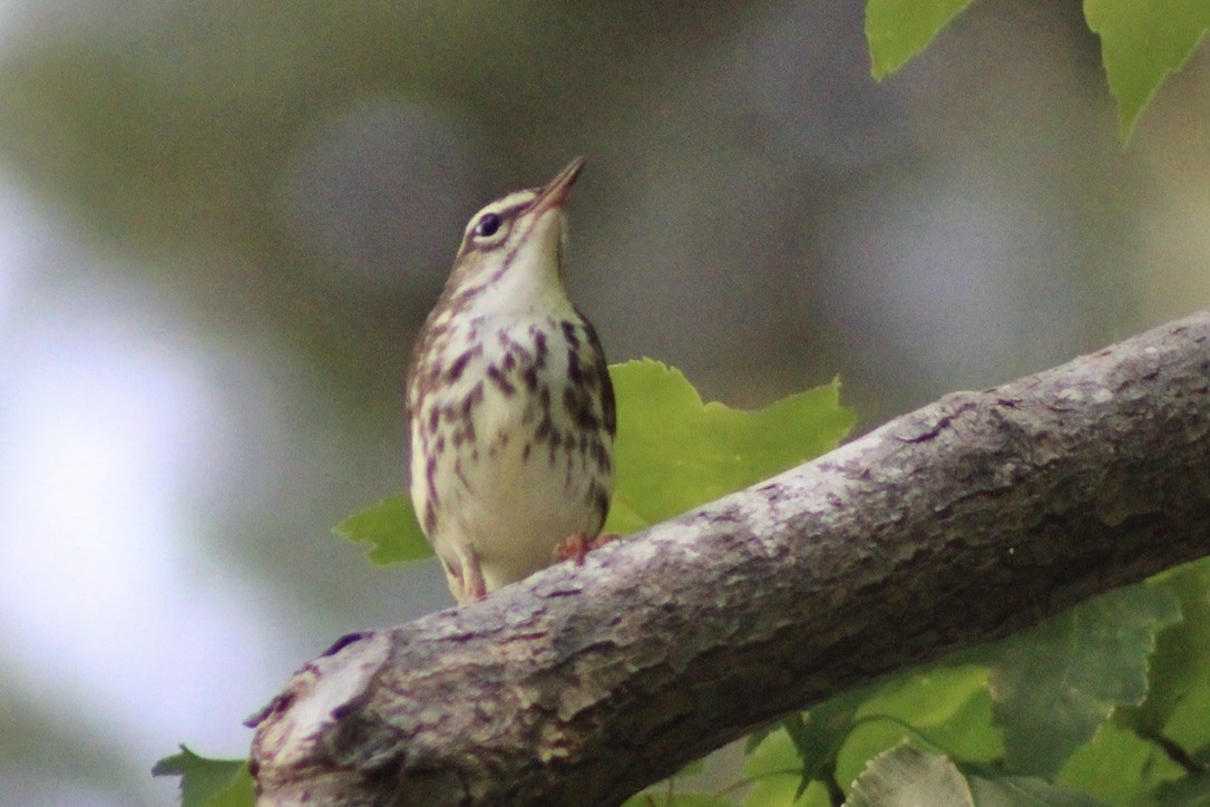 Louisiana Waterthrush - ML636640416