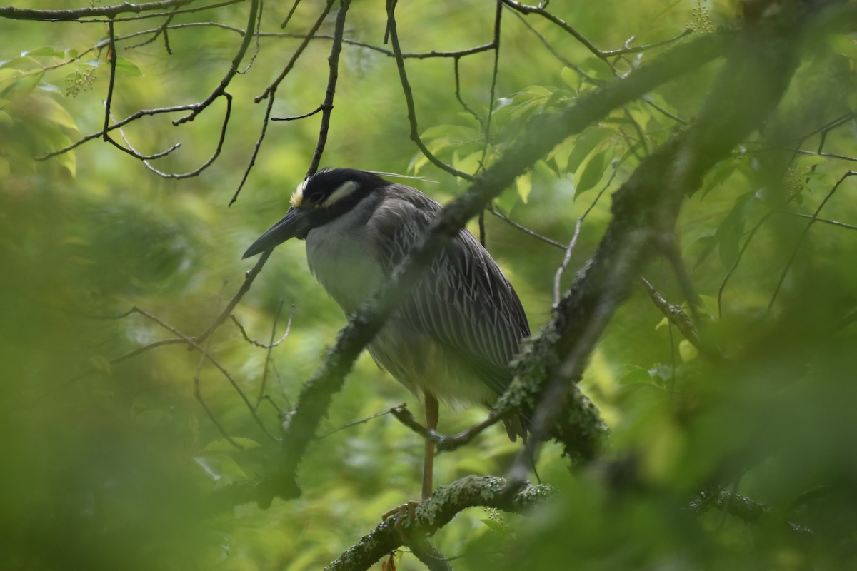 Yellow-crowned Night Heron - ML636640487