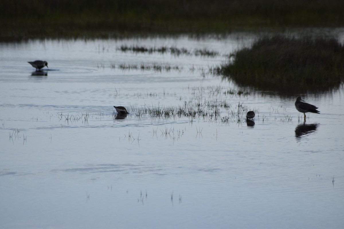 Dunlin - ML636640527