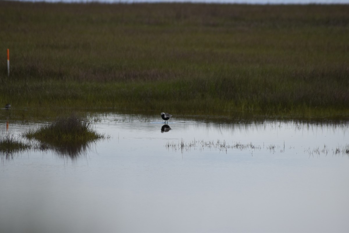 Black-bellied Plover - ML636640584