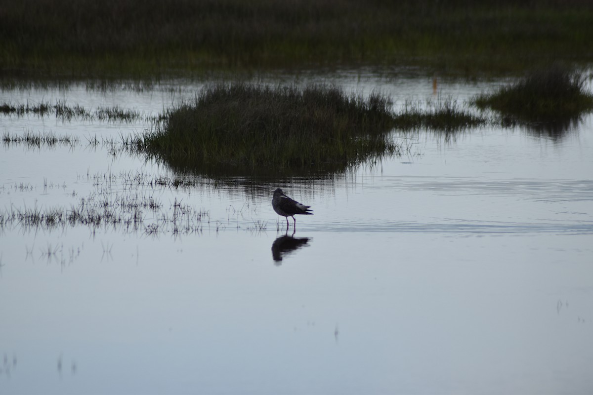 Greater Yellowlegs - ML636640623
