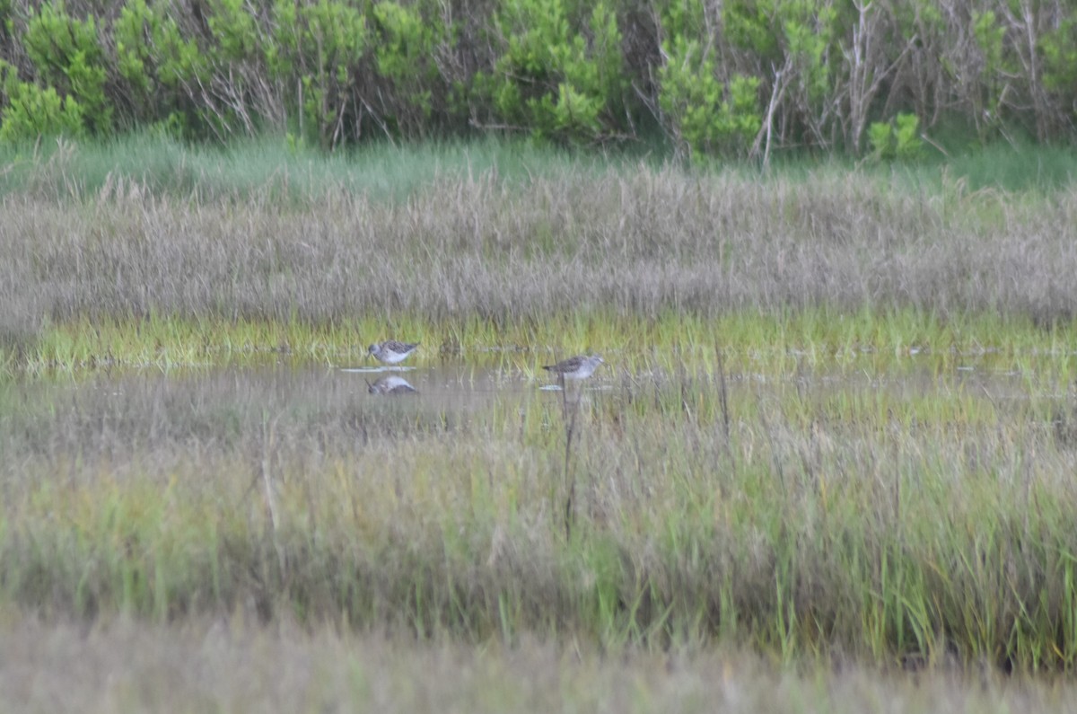 Lesser Yellowlegs - ML636640735