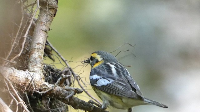 Blackburnian Warbler - ML636640762
