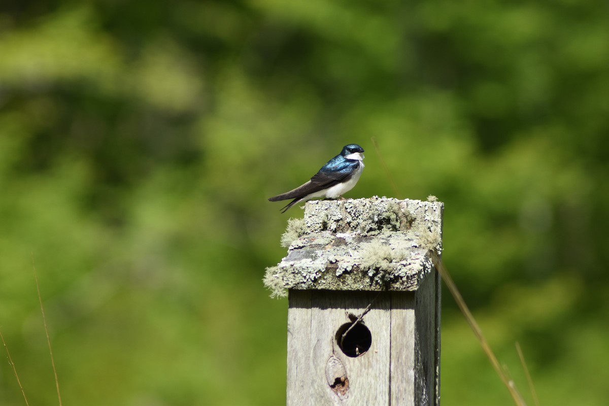 Tree Swallow - ML636640887