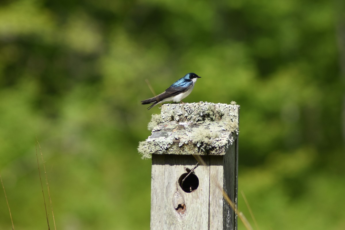 Tree Swallow - ML636640888