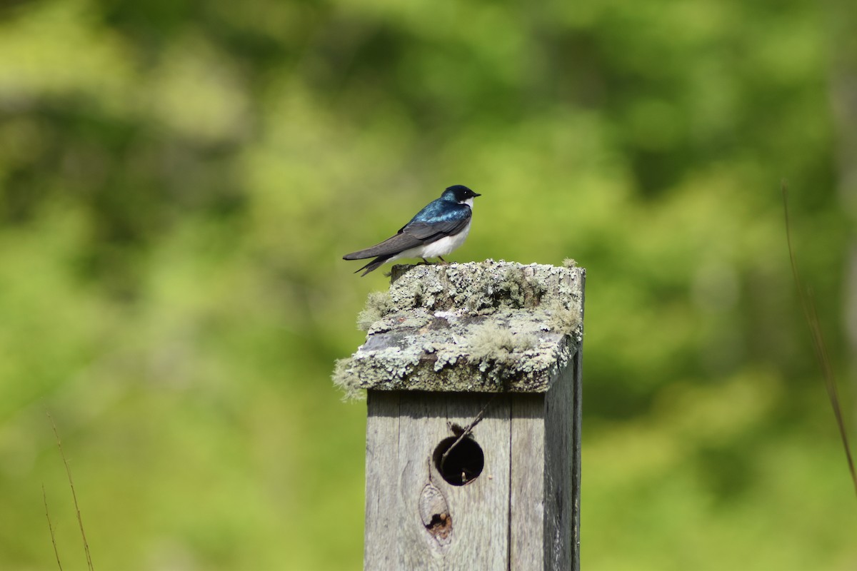 Tree Swallow - ML636640897
