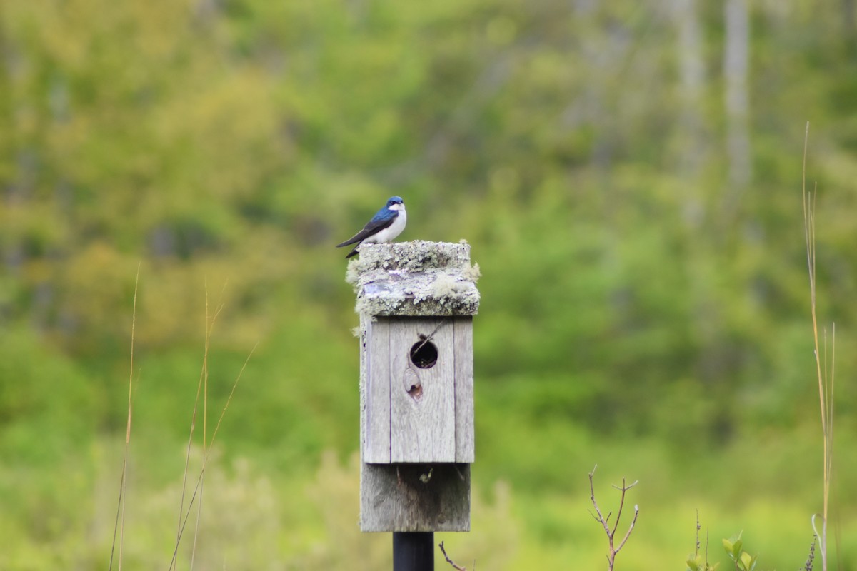 Tree Swallow - ML636640903
