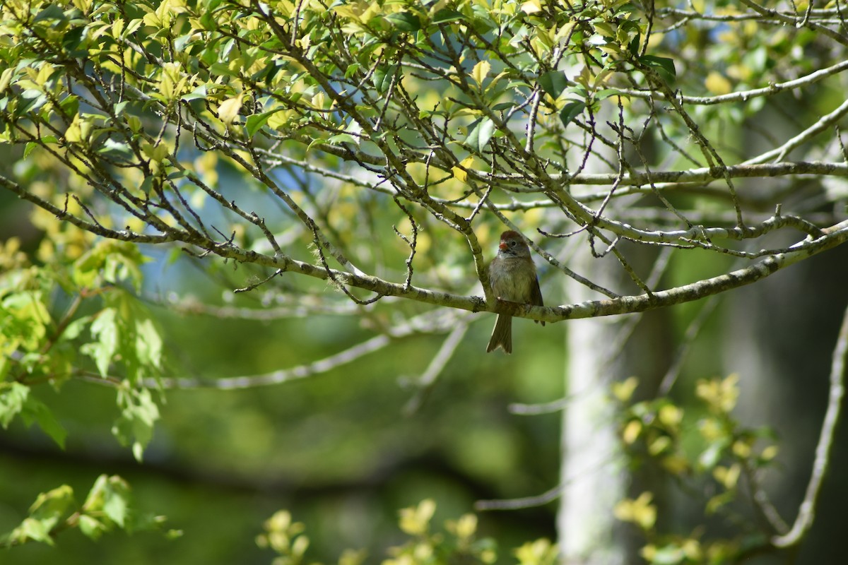 Field Sparrow - ML636640946