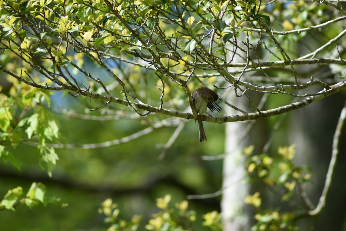 Field Sparrow - ML636640948