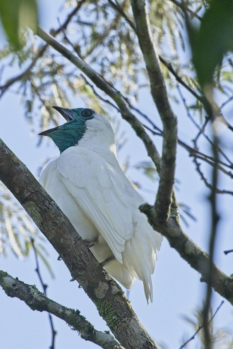 Bare-throated Bellbird - ML636640949