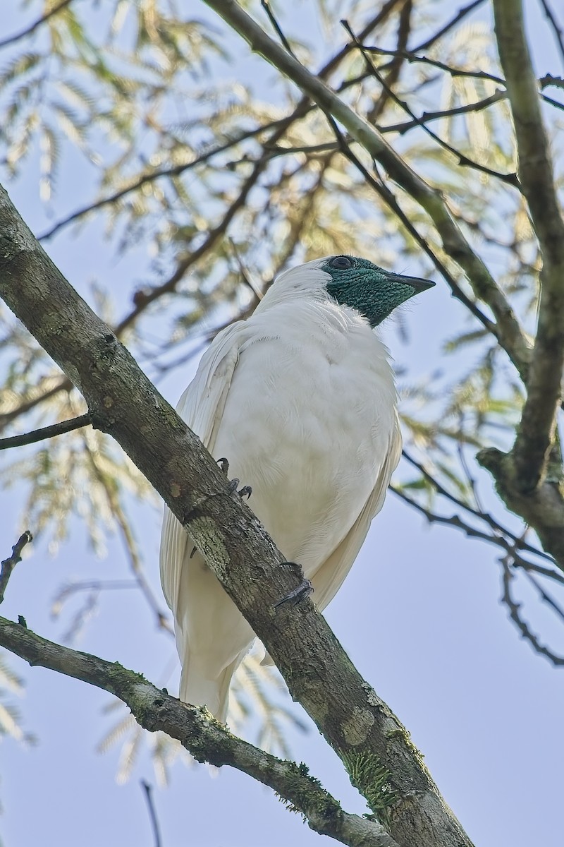 Bare-throated Bellbird - ML636640950