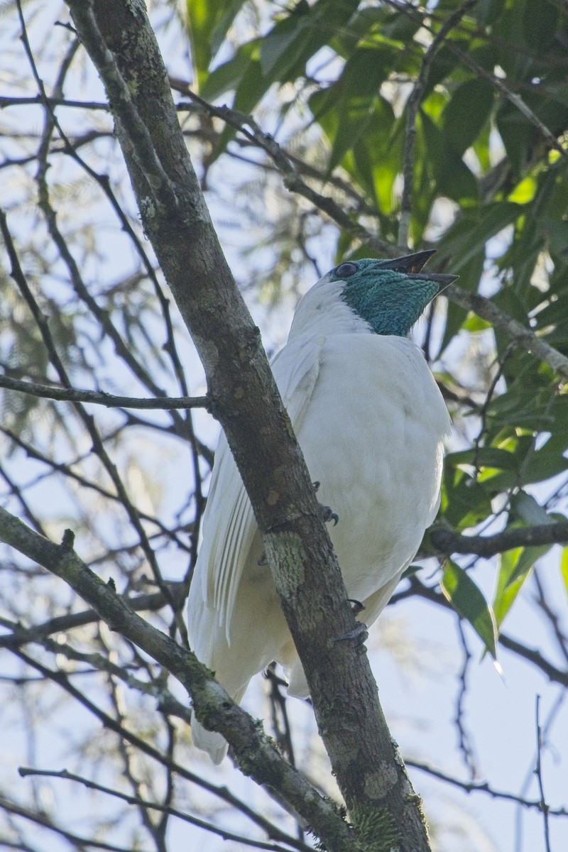Bare-throated Bellbird - ML636640951