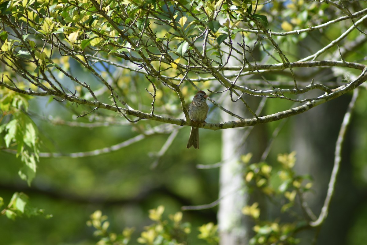 Field Sparrow - ML636640970