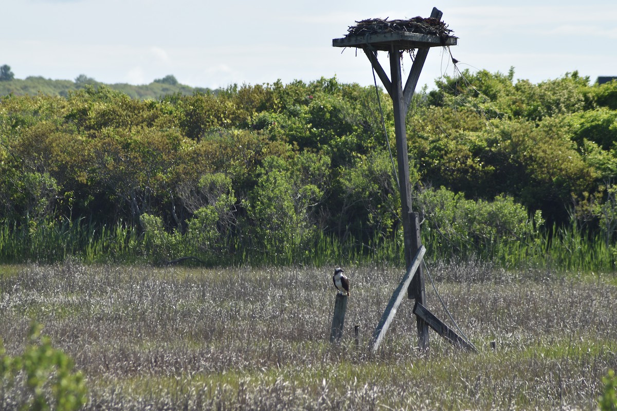 Osprey - ML636641035