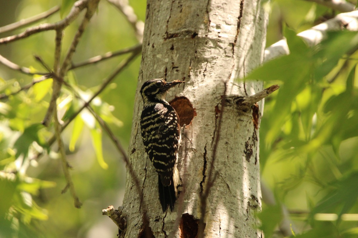 Nuttall's Woodpecker - ML636641080