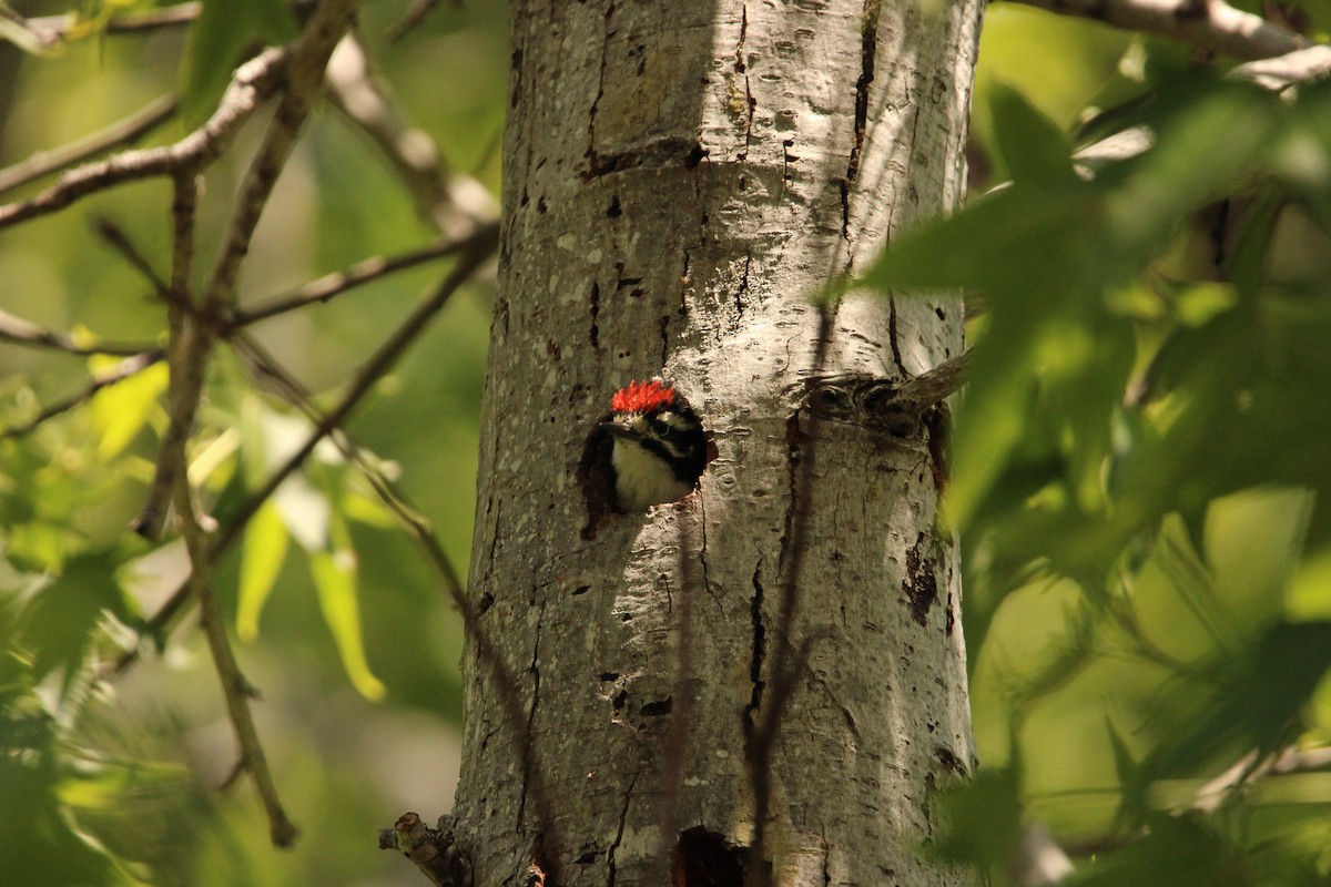 Nuttall's Woodpecker - ML636641081