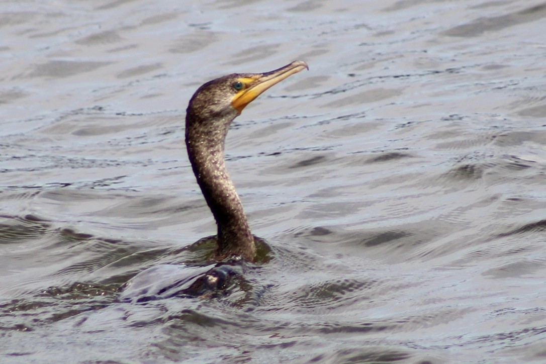 Double-crested Cormorant - ML636641183