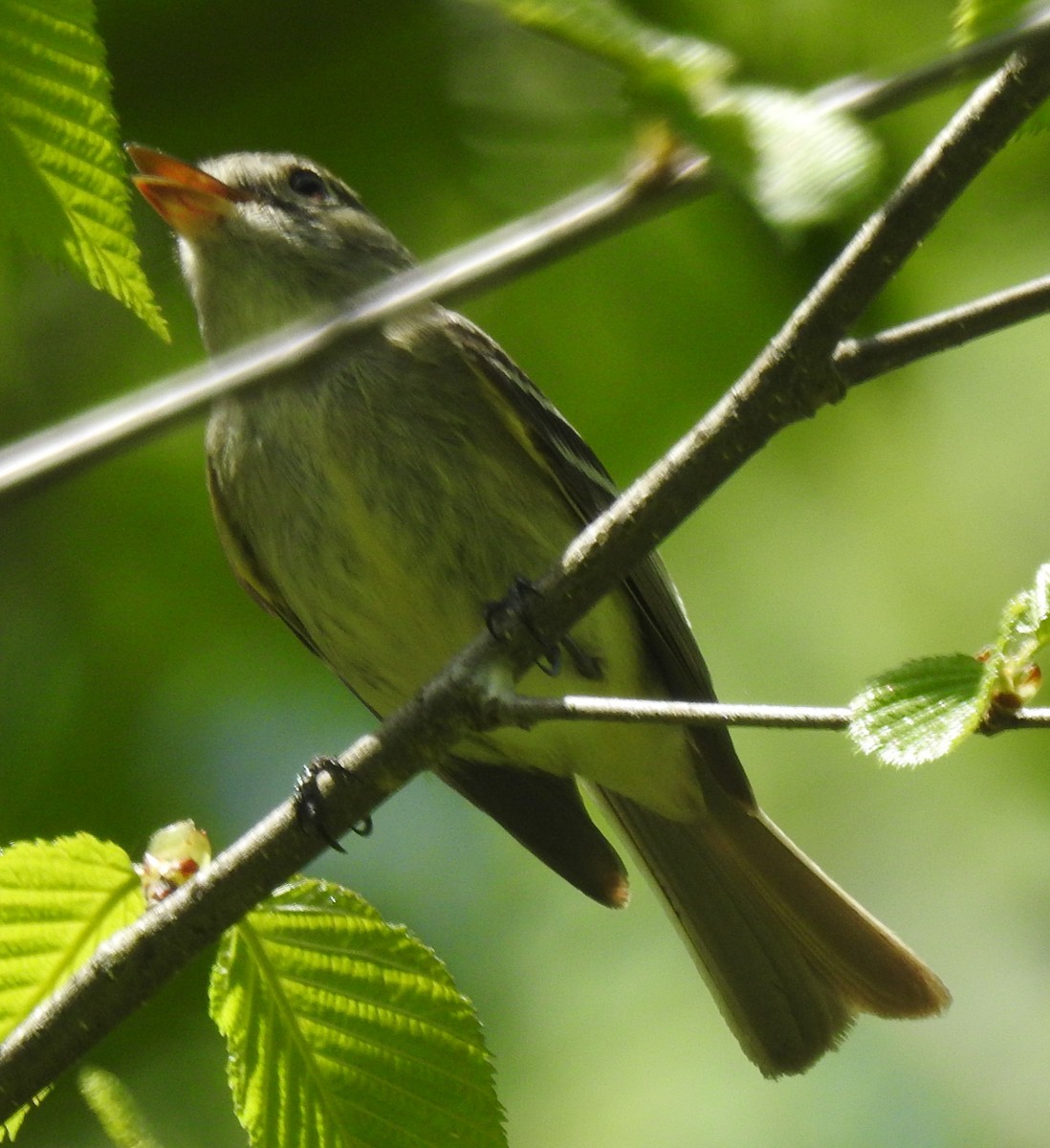 Yellow-bellied Flycatcher - ML636641214