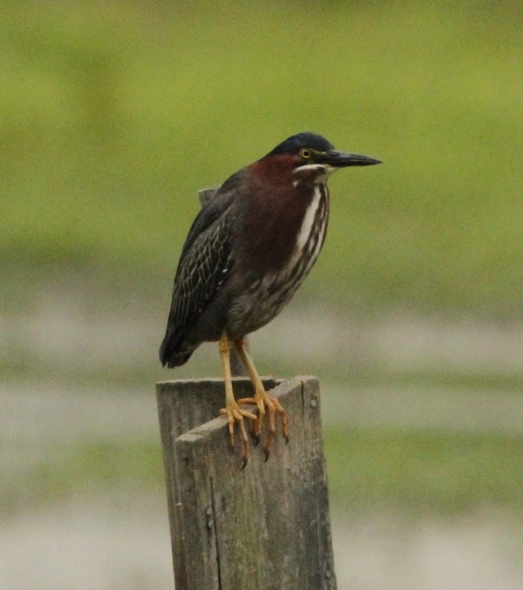 Green Heron - ML636641279