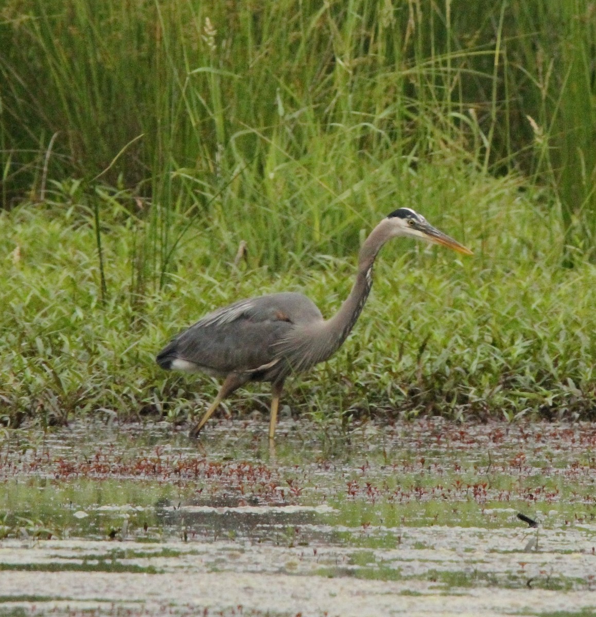 Great Blue Heron - ML636641290