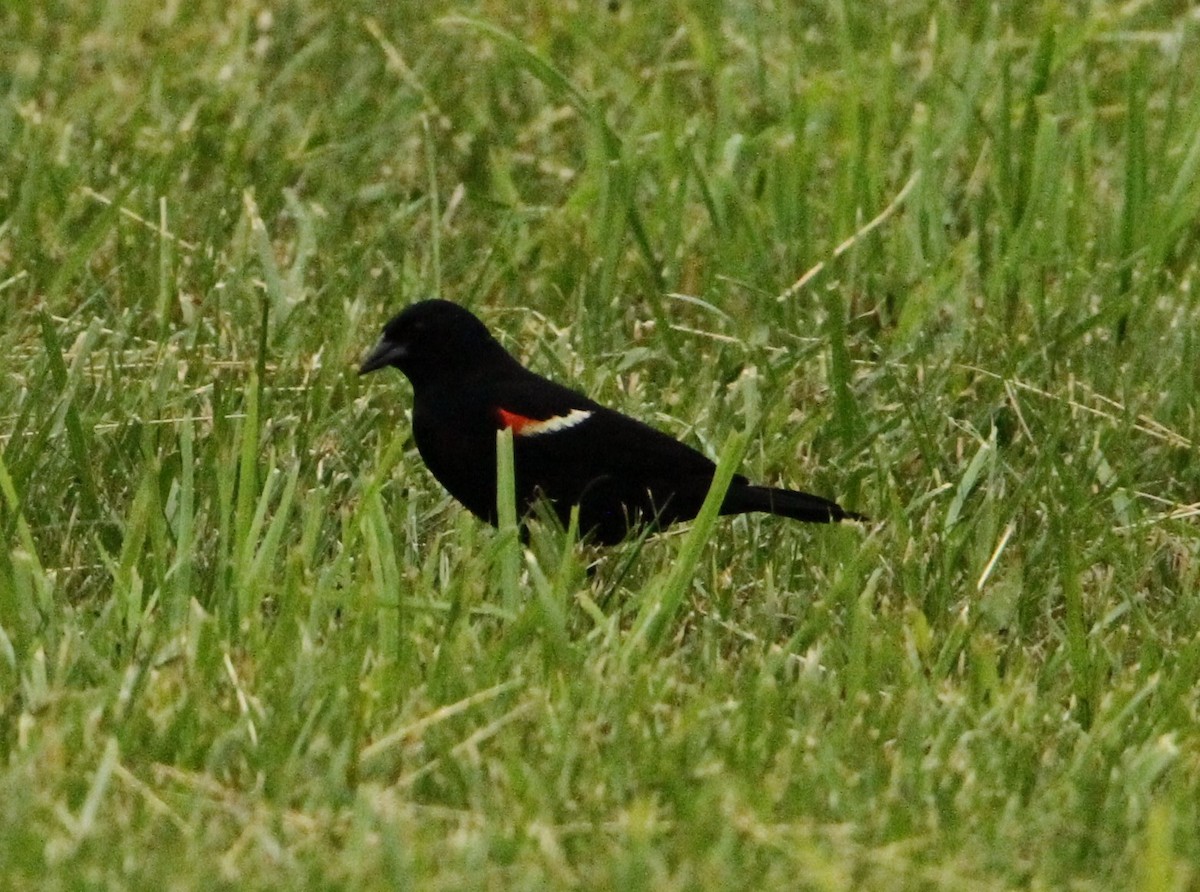 Red-winged Blackbird - ML636641321