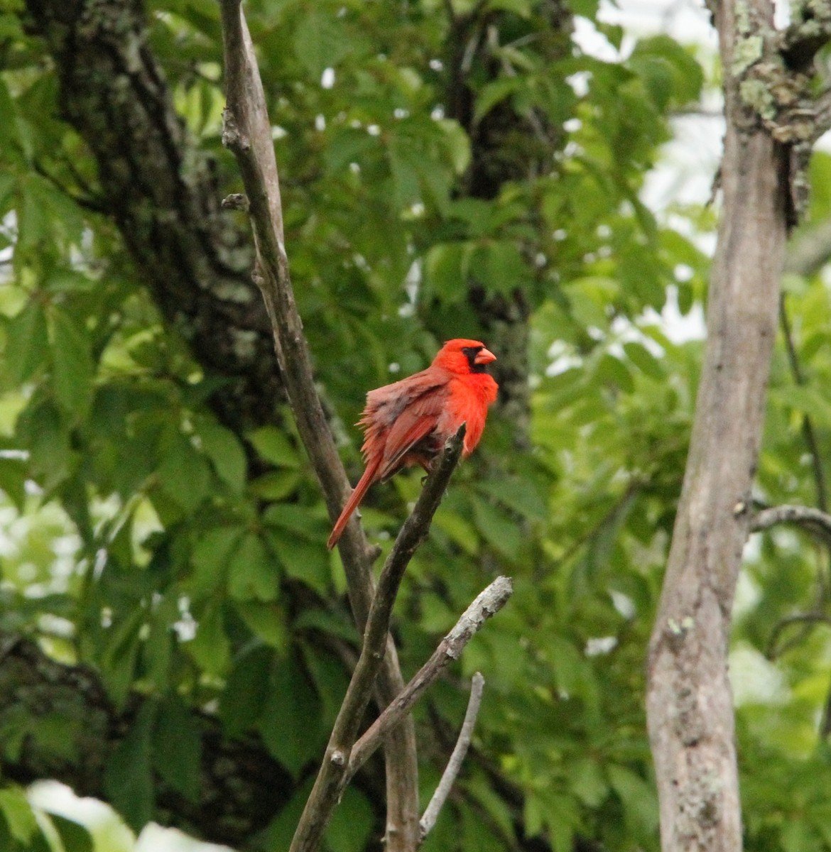 Northern Cardinal - ML636641332