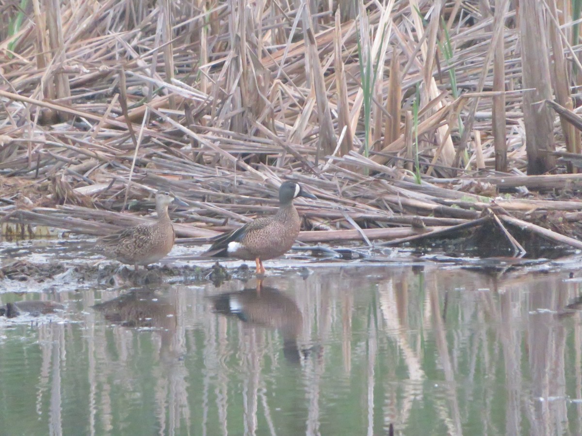 Blue-winged Teal - ML636641344