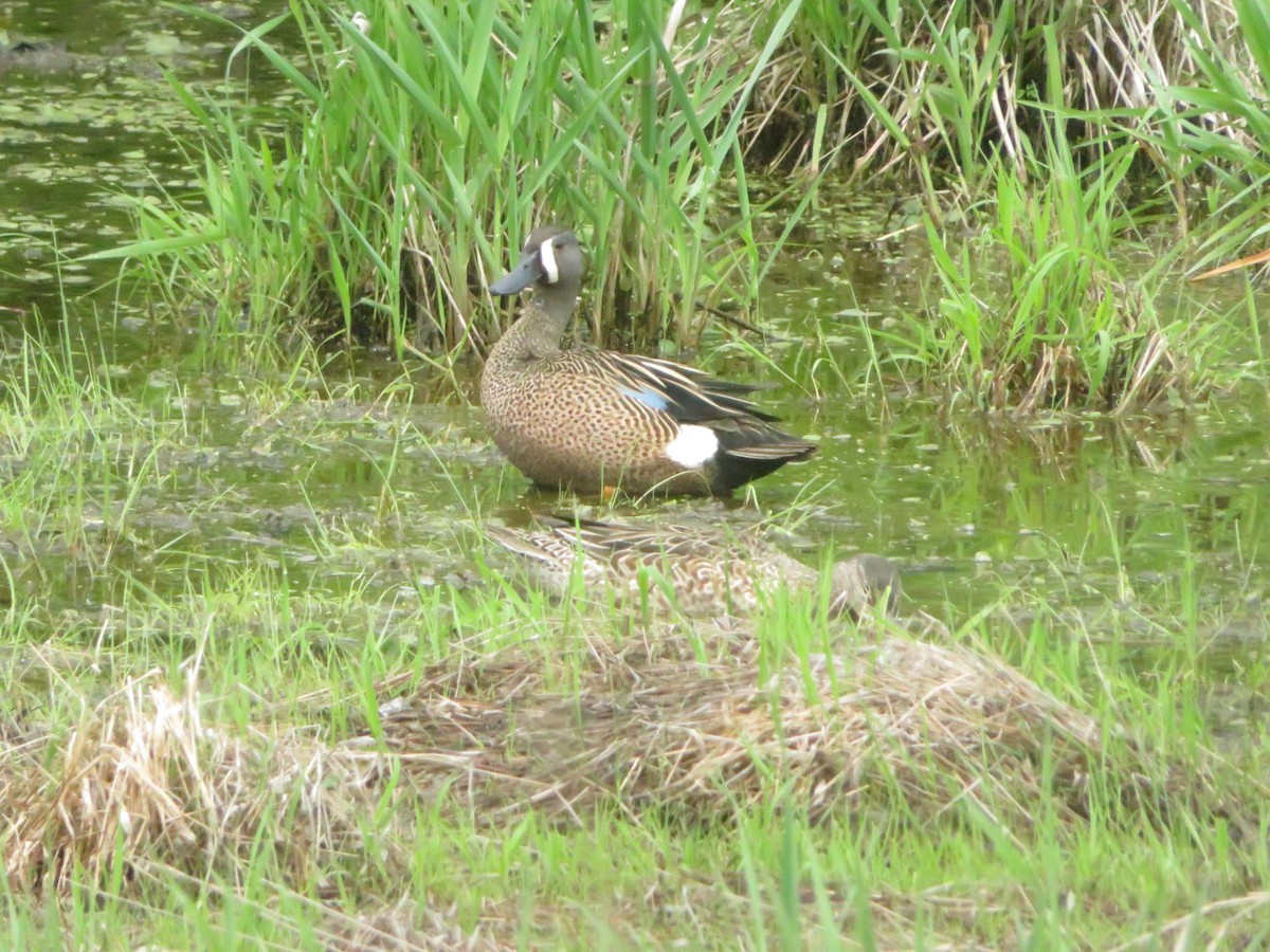 Blue-winged Teal - ML636641346