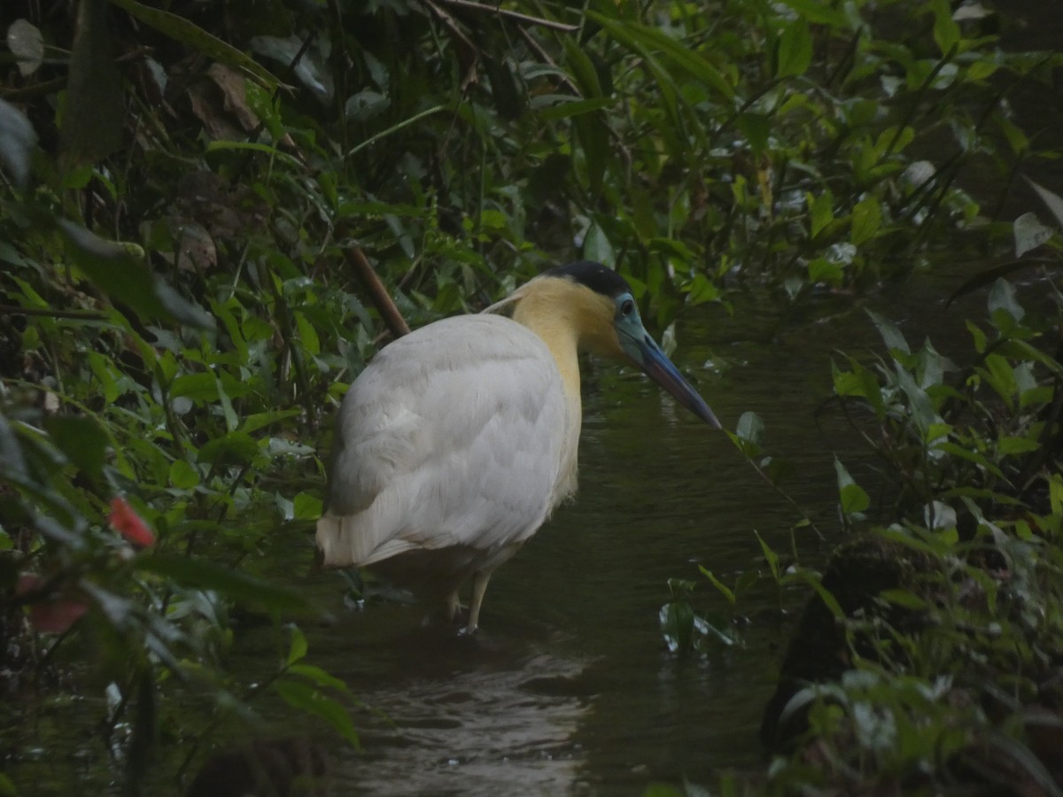 Capped Heron - ML636641432