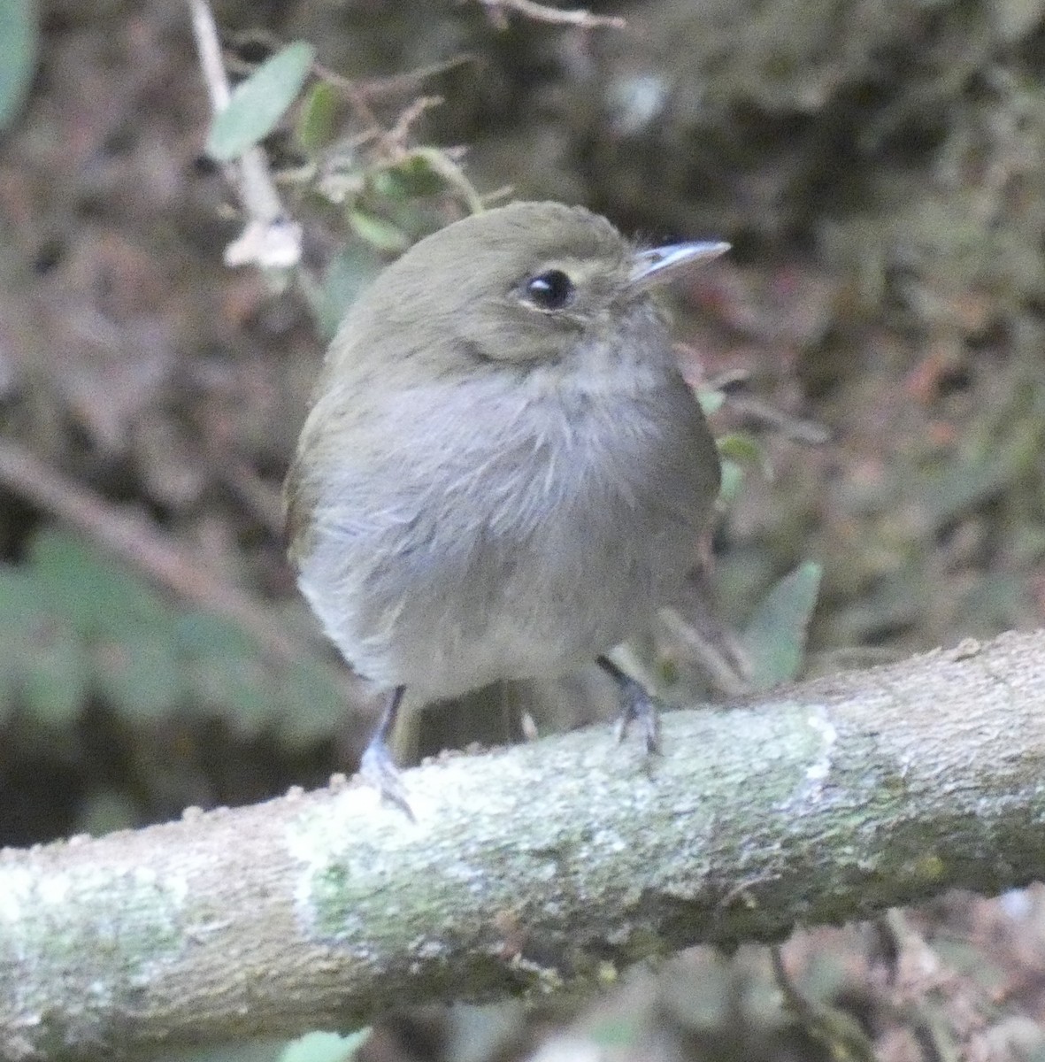 Drab-breasted Pygmy-Tyrant - ML636641444