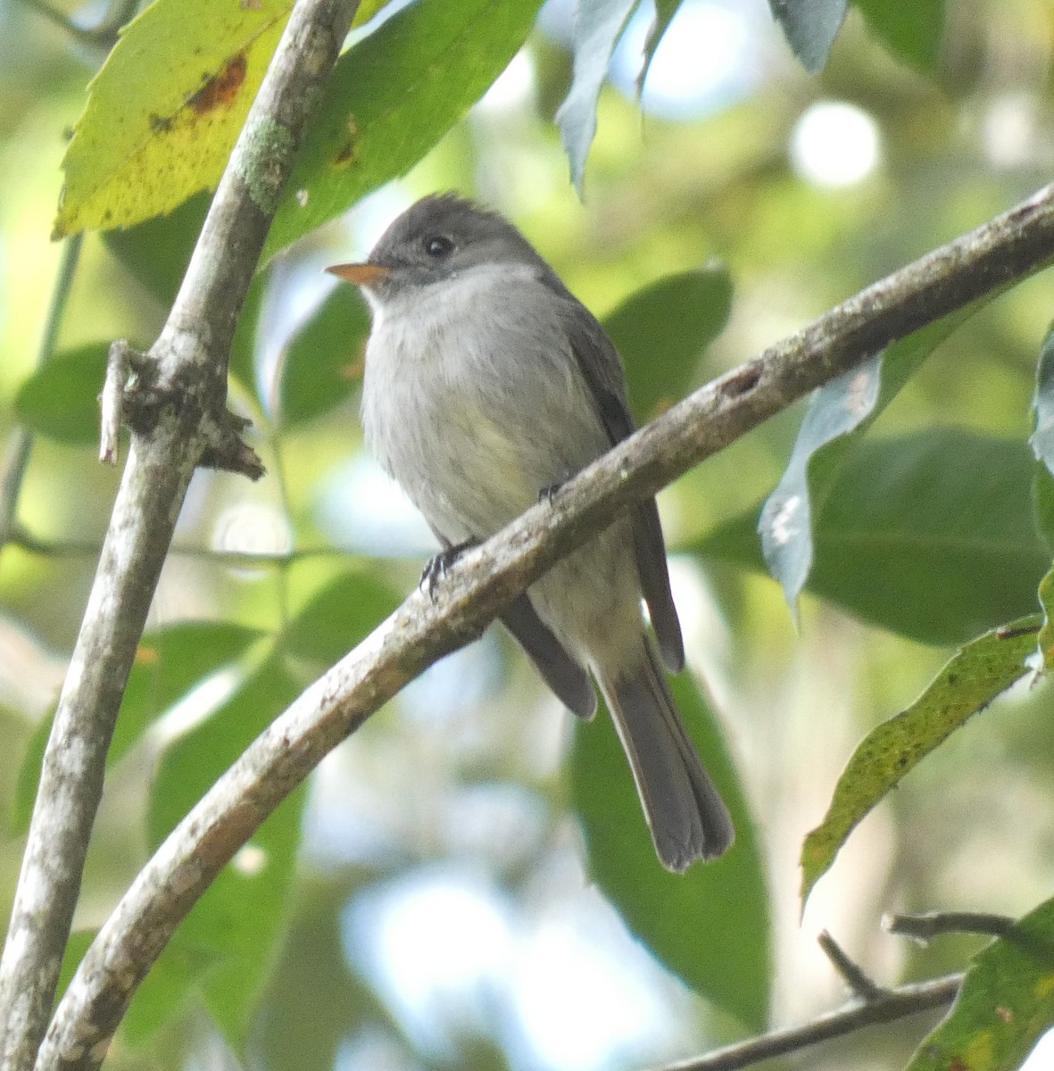 Southern Tropical Pewee - ML636641451