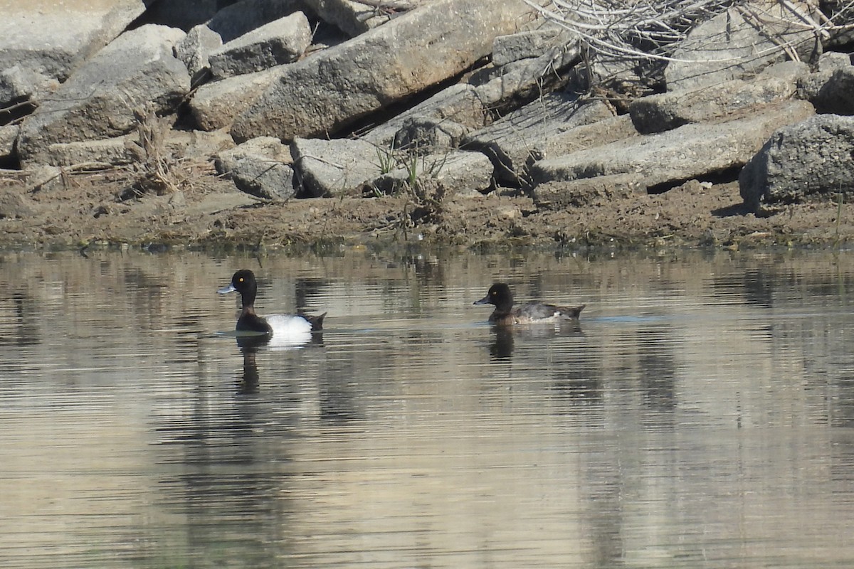 Lesser Scaup - ML636641552