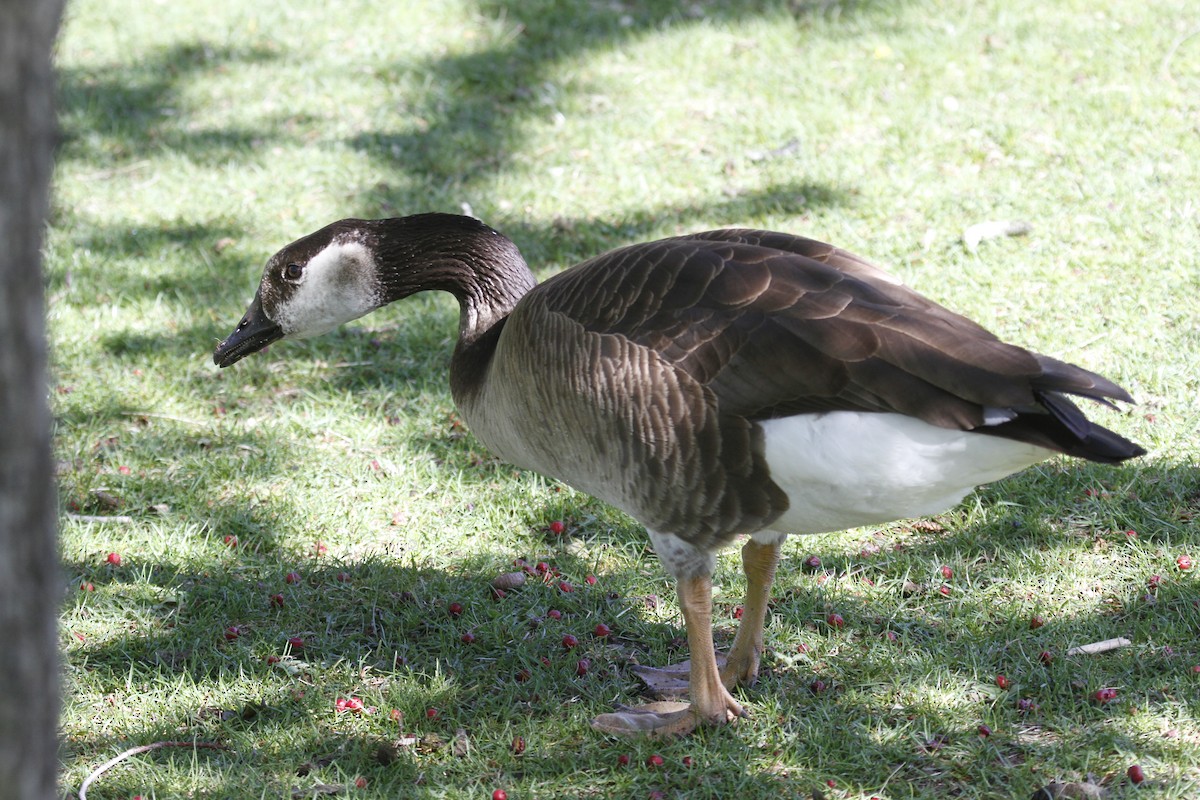 Domestic goose sp. x Canada Goose (hybrid) - ML636641703