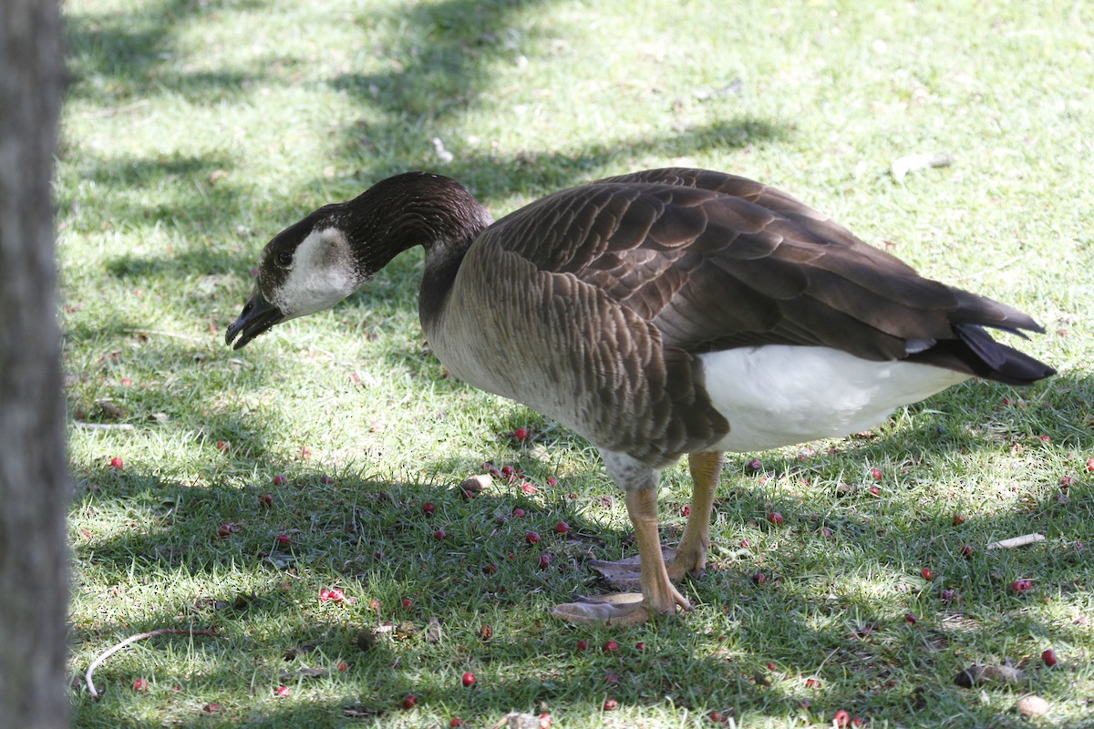 Domestic goose sp. x Canada Goose (hybrid) - ML636641704