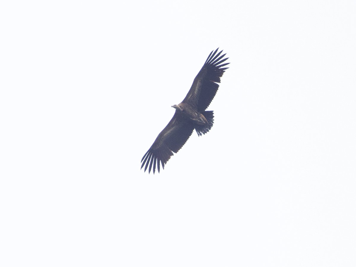 Himalayan Griffon - ML636641819
