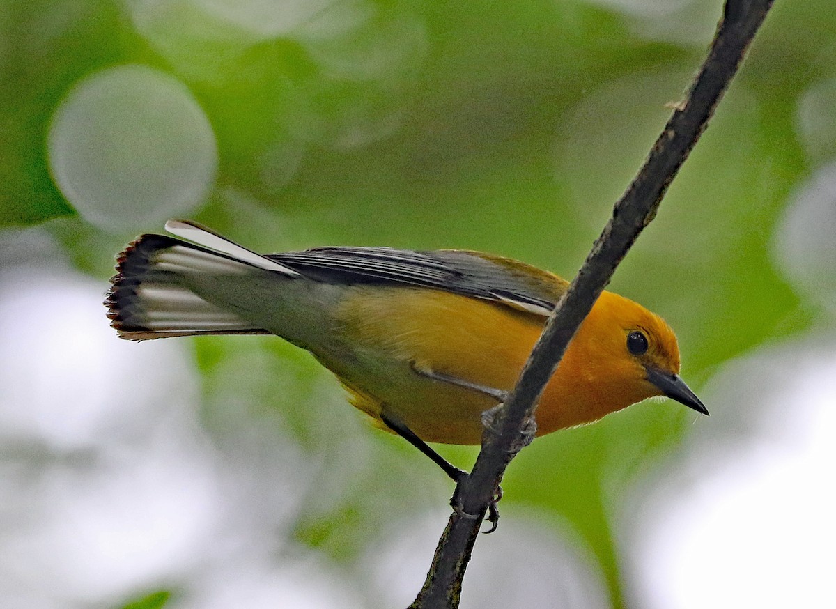 Prothonotary Warbler - ML636641871
