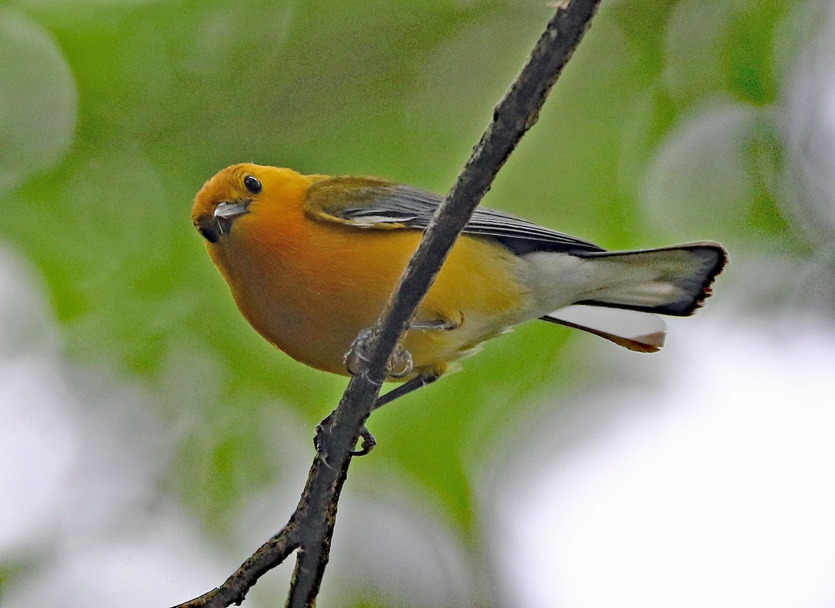 Prothonotary Warbler - ML636641883