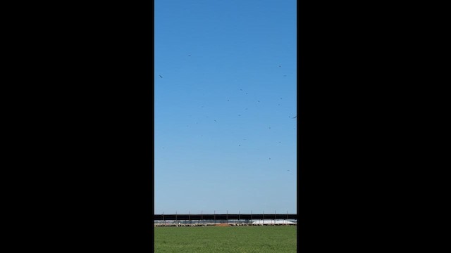 káně bělohrdlá - ML636642004