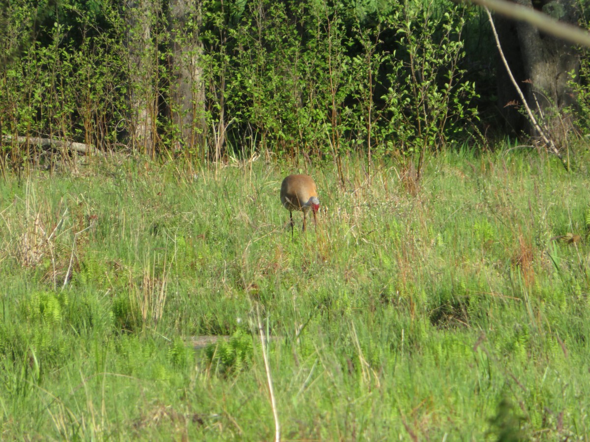Sandhill Crane - ML636642134