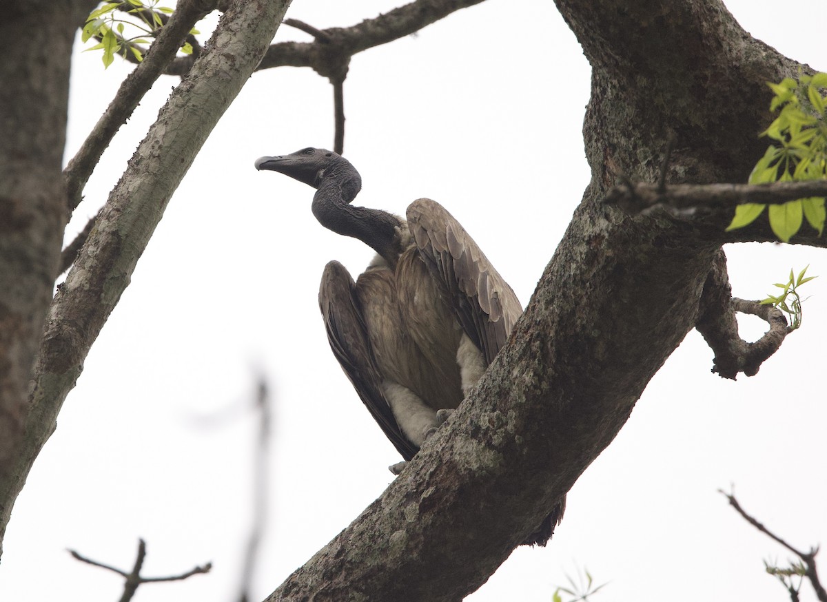 Slender-billed Vulture - ML636642158