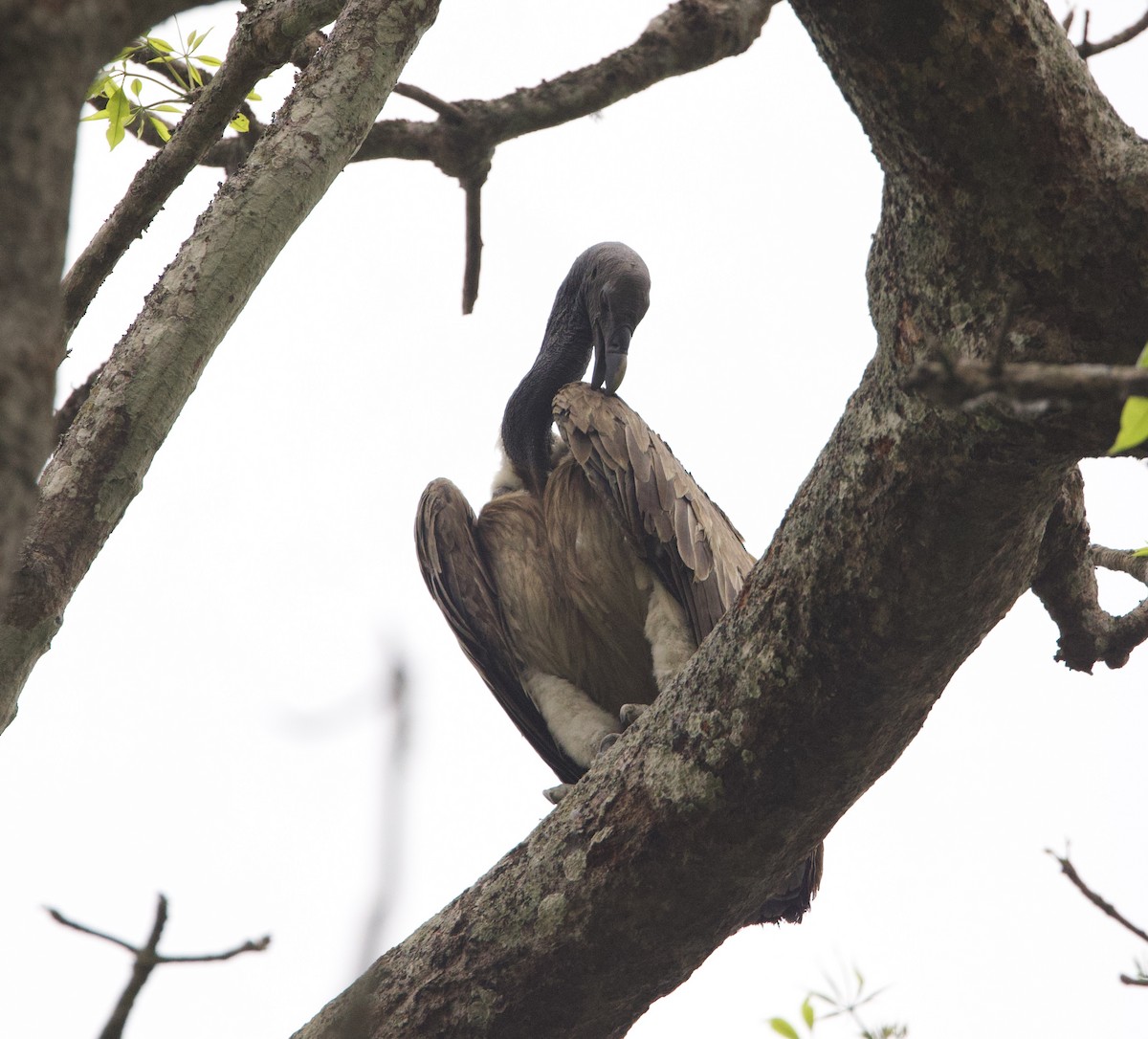 Slender-billed Vulture - ML636642171
